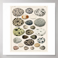 VINTAGE EGGS 1843 ILLUSTRATION POSTER