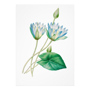 Vintage Egyptian Lotus Flower Photo Enlargement