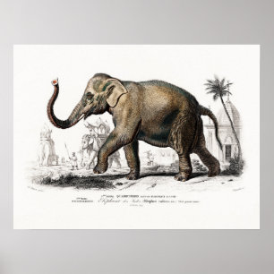 Vintage Elephant Art by Charles D'Orbigny Poster