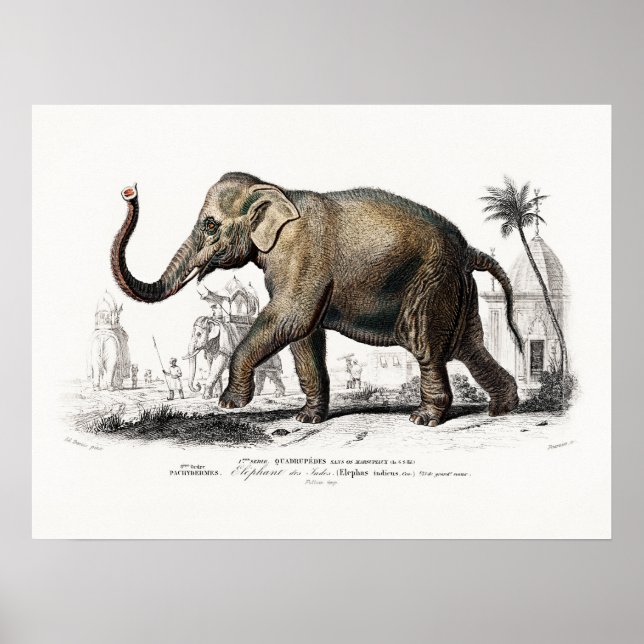 Vintage Elephant Art by Charles D'Orbigny Poster (Front)