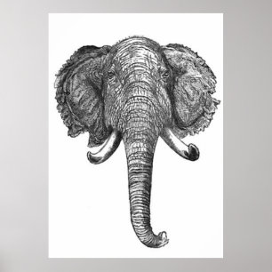 Vintage Elephant Head Illustration (1872) Poster