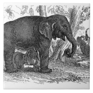 Vintage elephant home office decor tile