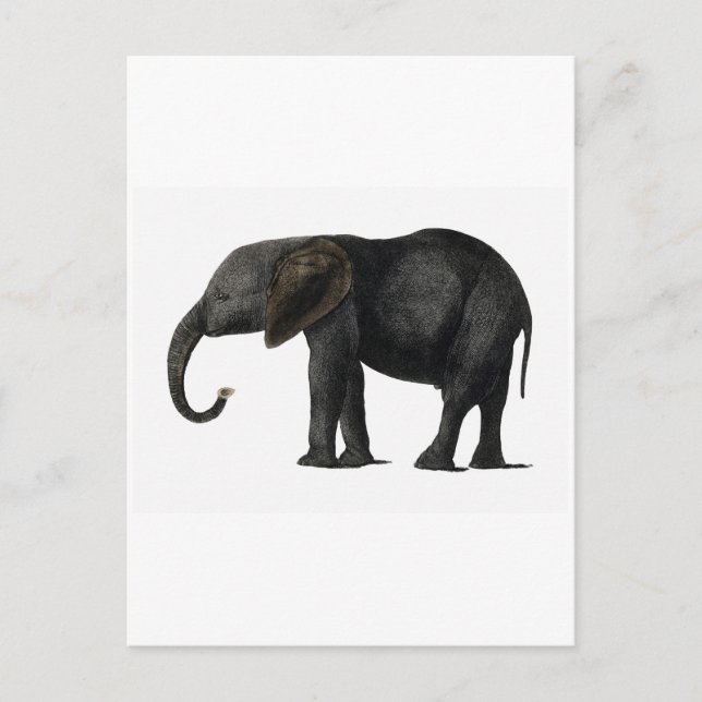 VINTAGE ELEPHANT POSTCARD (Front)