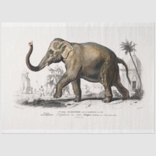 Vintage Elephant Tissue Paper