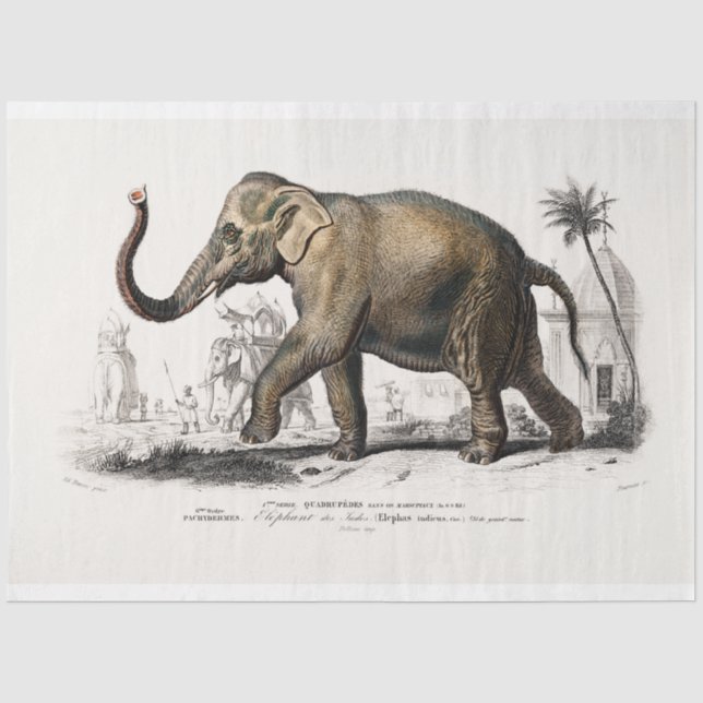 Vintage Elephant Tissue Paper (Front)