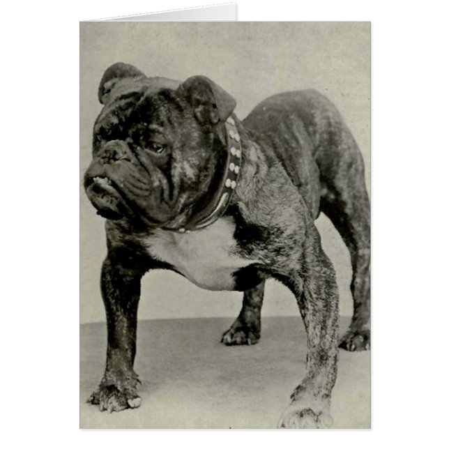 Vintage English Bulldog Photograph (Front)