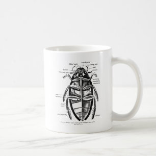 Vintage Entomology Hydrophilidae Scavenger Beetle Coffee Mug