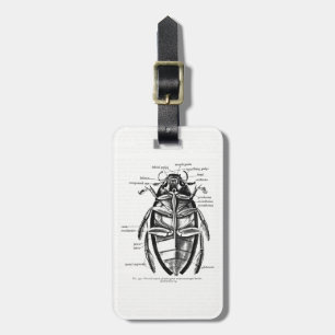 Vintage Entomology Hydrophilidae Scavenger Beetle Luggage Tag