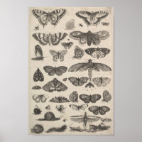 Vintage Entomology Lepidoptera Insects
