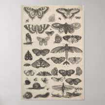 Vintage Entomology Lepidoptera Insects