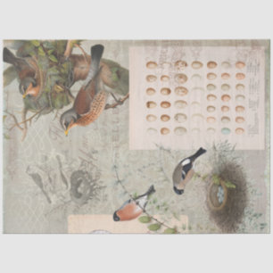 Vintage Ephemera Bird Nest Eggs Script Decoupage 2 Tissue Paper