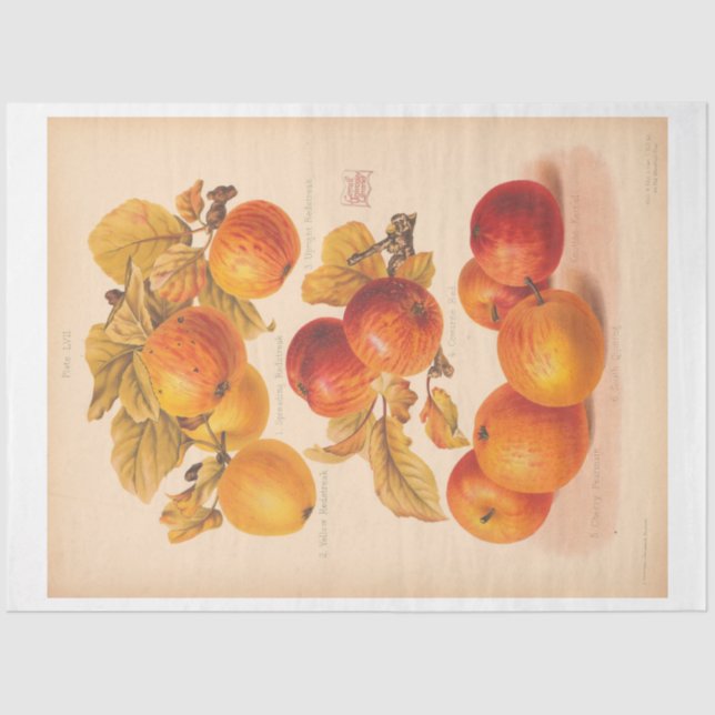 Vintage Ephemera Decoupage Autumn Apples Tissue Paper (Front)