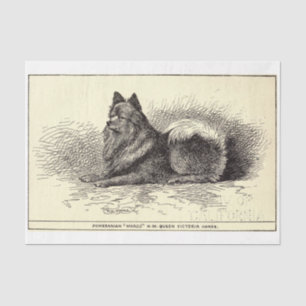 Vintage Ephemera Decoupage Queen's Pomeranian Dog Tissue Paper