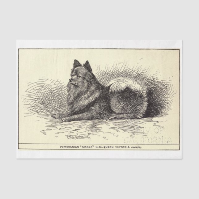 Vintage Ephemera Decoupage Queen's Pomeranian Dog Tissue Paper (Front)