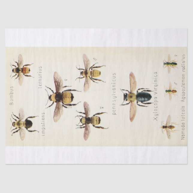 Vintage Ephemera Script Bee Decoupage Tissue Paper (Front)