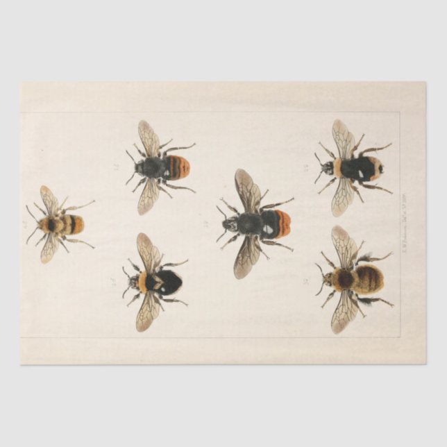 Vintage Ephemera Script Bee Decoupage Tissue Paper (Front)