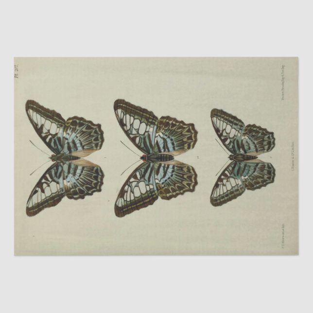 Vintage Ephemera Script Blue Butterfly Decoupage Tissue Paper (Front)