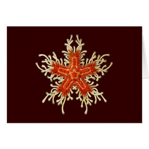 Vintage Ernst Haeckel