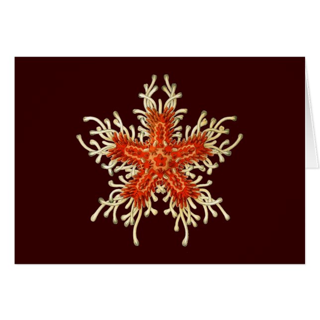 Vintage Ernst Haeckel (Devant horizontal)