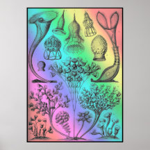 Vintage Ernst Haeckel Arc-en-ciel affiche couleur