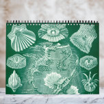 Vintage Ernst Haeckel, Biology, Botany, Science Calendar<br><div class="desc">12 month calendar featuring vintage illustrations by Ernst Haeckel. Great gift for science nerds and geeks! From Marine biology to botany and beyond! Includes nature scenes with animals, creepy spiders, tropical plants, flowers and orchids from the rainforests, aquatic life, sea anemones, sea slugs, jellyfish, turtles, tortoises, lizards, frogs, seashells, octopi,...</div>