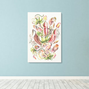 Vintage Ernst Haeckel Botanical Pitcher Plant Canvas Print