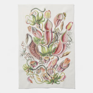 Vintage Ernst Haeckel Botanical Pitcher Plant Kitchen Towel
