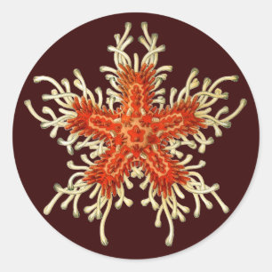 Vintage Ernst Haeckel Classic Round Sticker