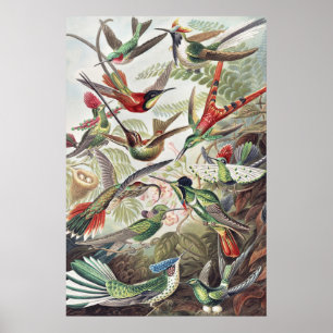 Vintage Ernst Haeckel Colourful Hummingbird Poster