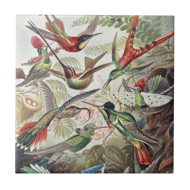 Vintage Ernst Haeckel Colourful Hummingbird Poster Tile (Front)