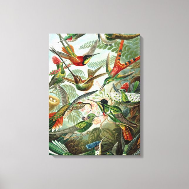 Vintage Ernst Haeckel Hummingbirds Canvas Print (Front)