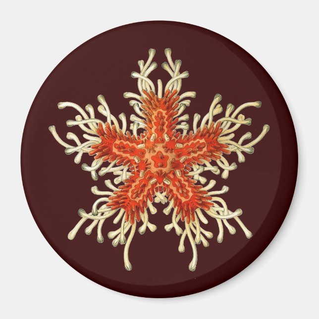 Vintage Ernst Haeckel Magnet (Front)