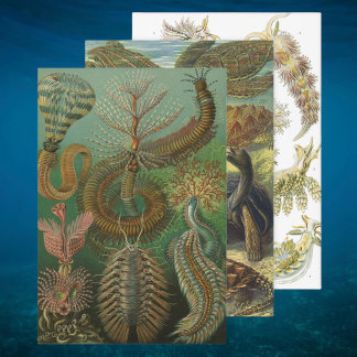 Vintage Ernst Haeckel Marine Life Designs Wrapping Paper Sheet