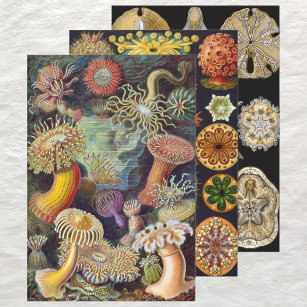Vintage Ernst Haeckel Marline Life Designs Wrapping Paper Sheet