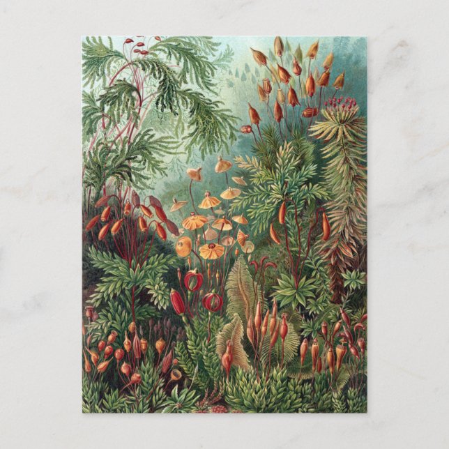 Vintage Ernst Haeckel Moss Poster Postcard (Front)