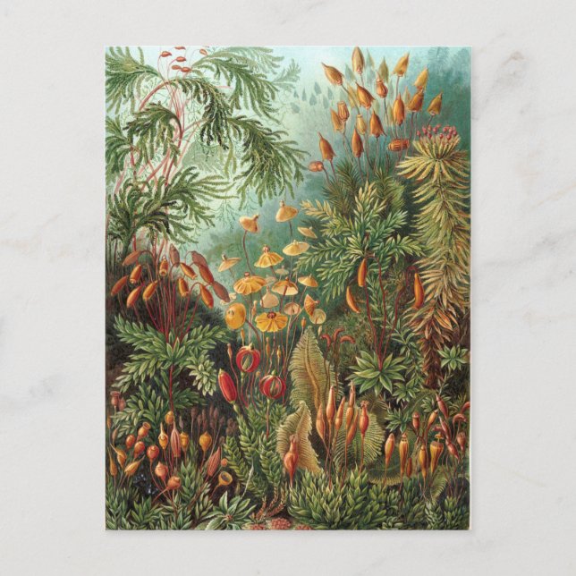 Vintage Ernst Haeckel Mosses Postcard (Front)