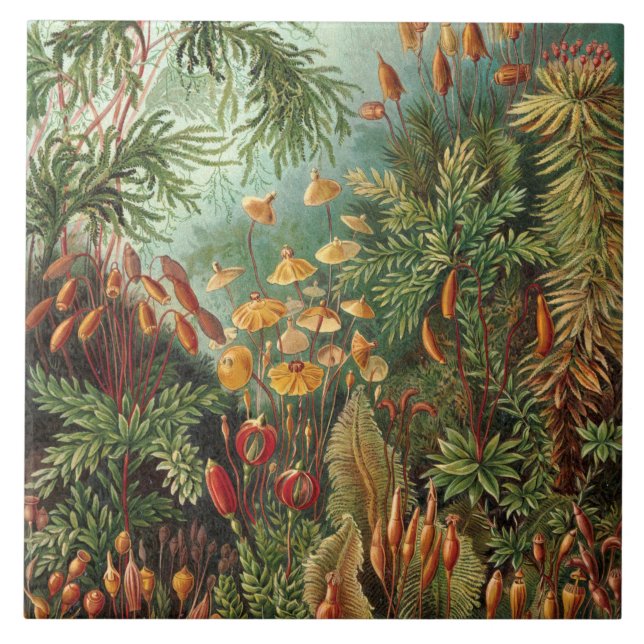 Vintage Ernst Haeckel Mosses Tile (Front)