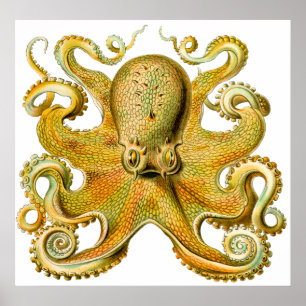 Vintage Ernst Haeckel Octopus in Yellow Poster