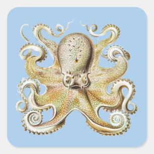 Vintage Ernst Haeckel Octopus Nautical Sea Life Square Sticker