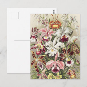 Vintage Ernst Haeckel Orchid Botanical Print Postcard