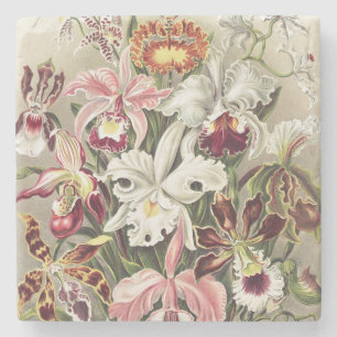 Vintage Ernst Haeckel Orchid Botanical Print Stone Coaster