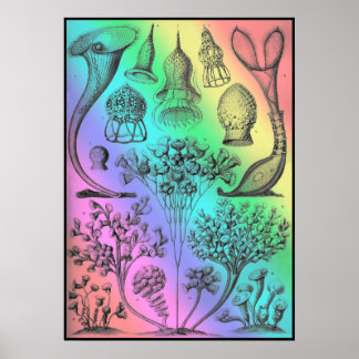 Vintage Ernst Haeckel Rainbow Colored Poster Print