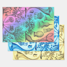 Vintage Ernst Haeckel Recolored Marine Life