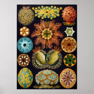 Vintage Ernst Haeckel Scientific Illustration Poster