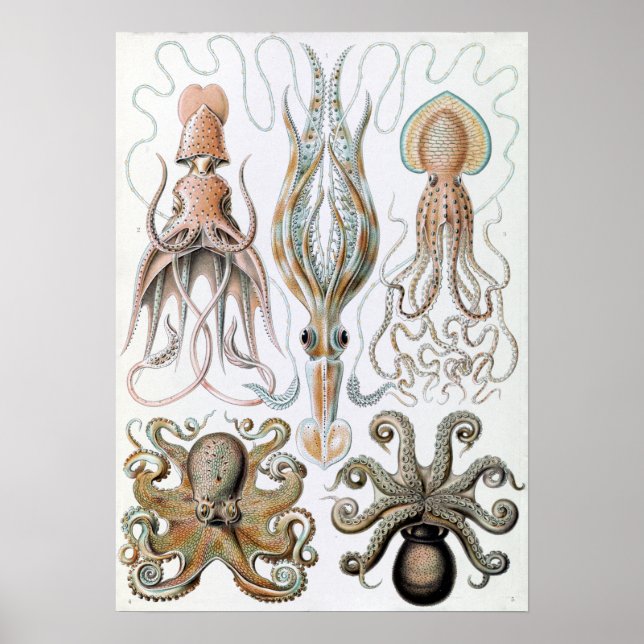 Vintage Ernst Haeckel Squids and Octopus Poster (Front)