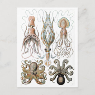 Vintage Ernst Haeckel Squids and Octopus Poster Postcard