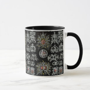 Vintage Ernst Haeckel Stephoidea Mug