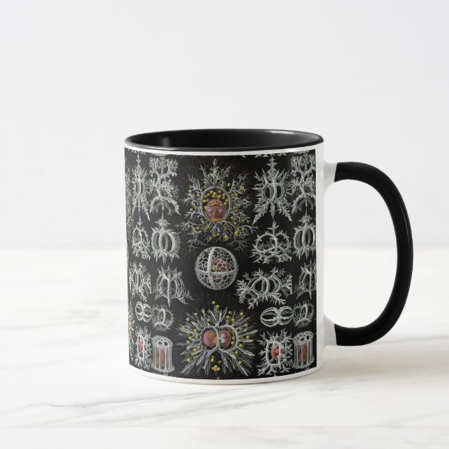 Vintage Ernst Haeckel Stephoidea Mug (Right)