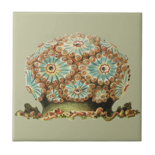 Vintage Ernst Haeckel Teal Orange Sea Life Tile