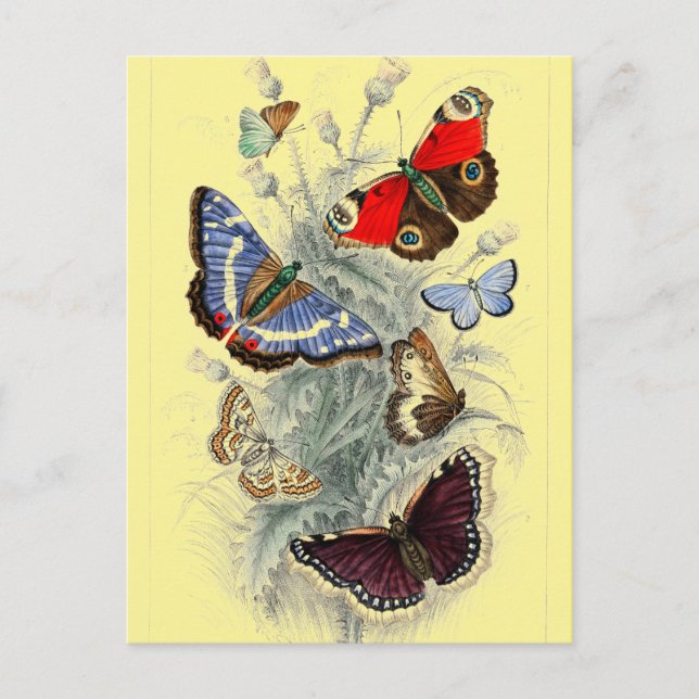 Vintage European Butterflies Illustration Postcard (Front)